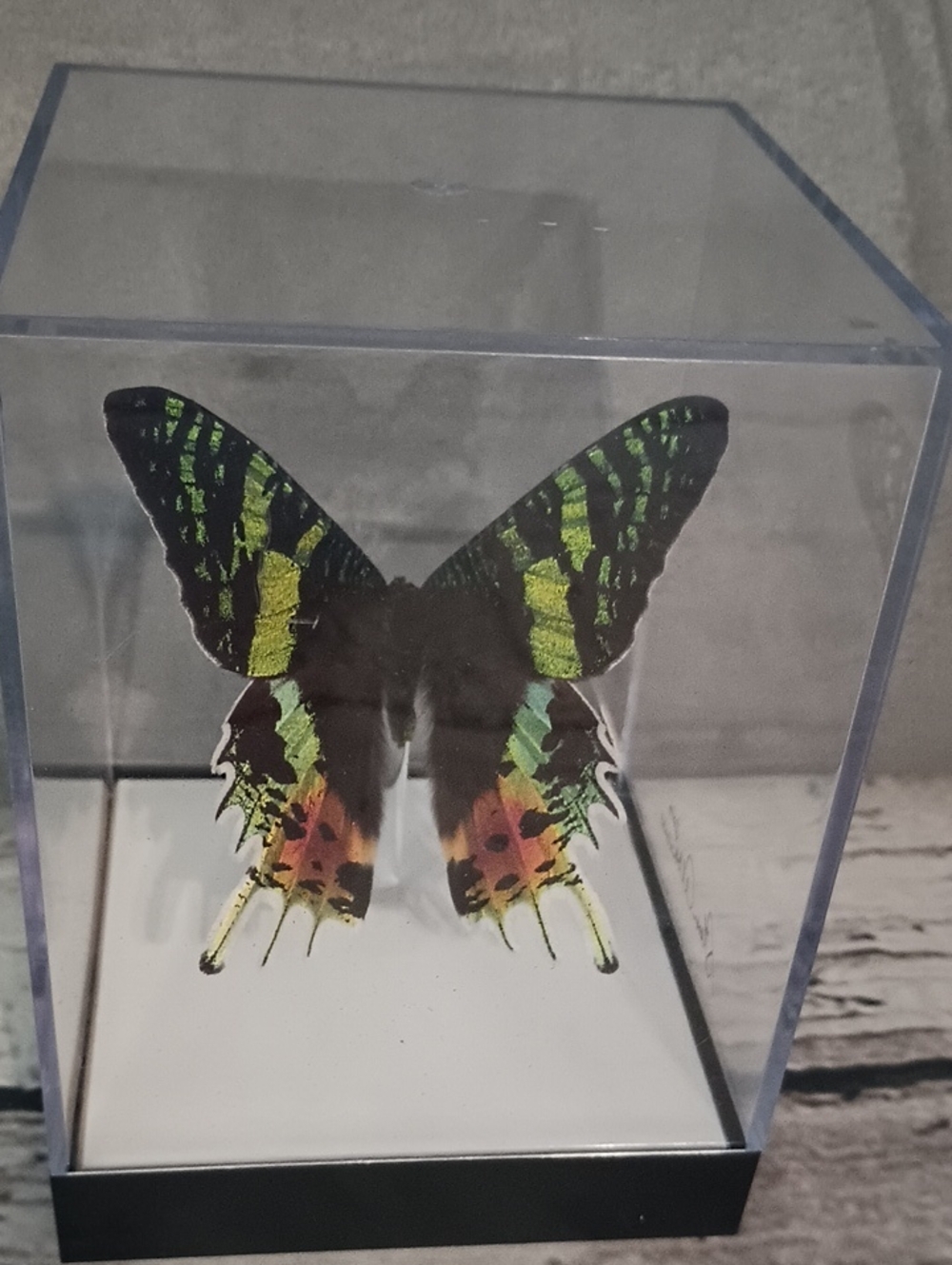 Butterfly Gallery Steve Alberanes Mounted Madagascar Sunset Moth 4*5 Box - Picture 3 of 7